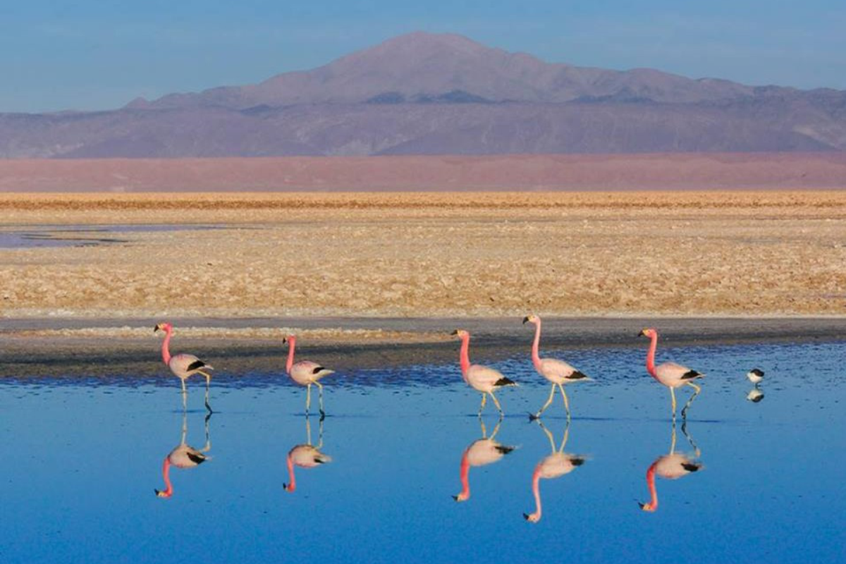 O Salar do Atacama é o maior salar do Chile e um dos maiores do mundo ...