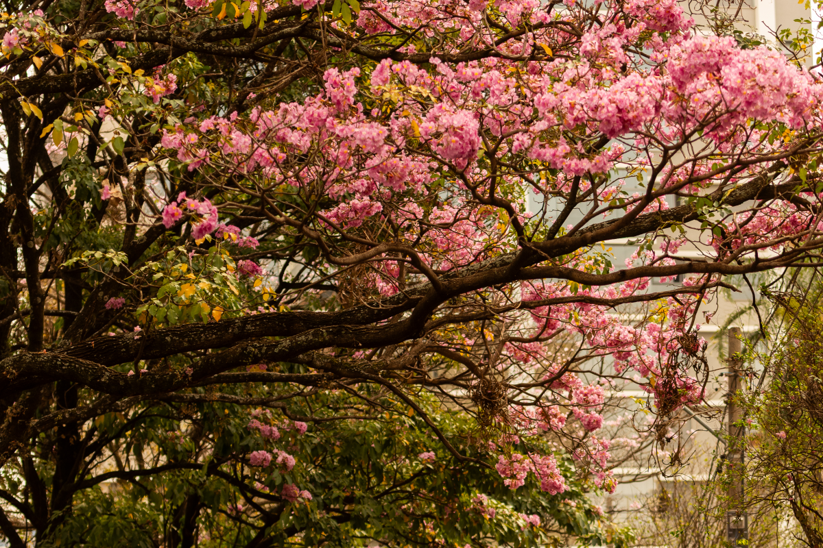 Morar no Cambuí é viver a natureza em sua forma mais charmosa